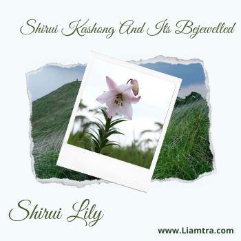 Shirui Kashong And Its Bejewelled Shirui Lily