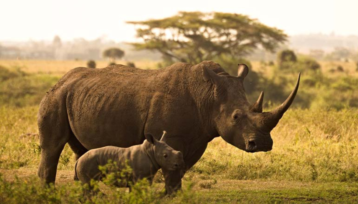 Kaziranga National Park: Home To One Horned Rhinoceros - Liamtra Blogs