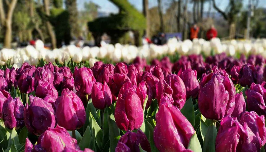 Kashmir Tulip Festival 2023
